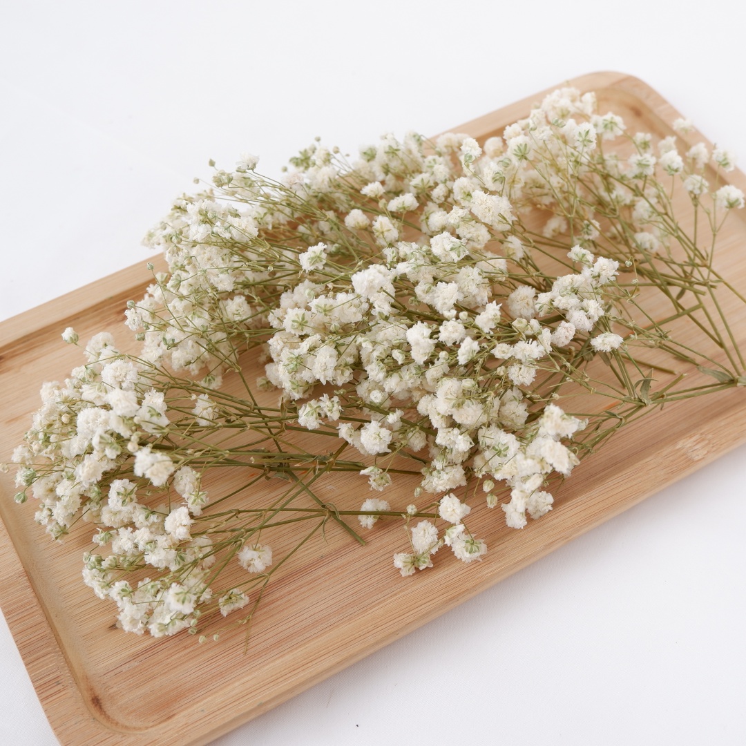 Dried Flowers White Mini Dried - Baby Breath Dried ulasan dan harga
