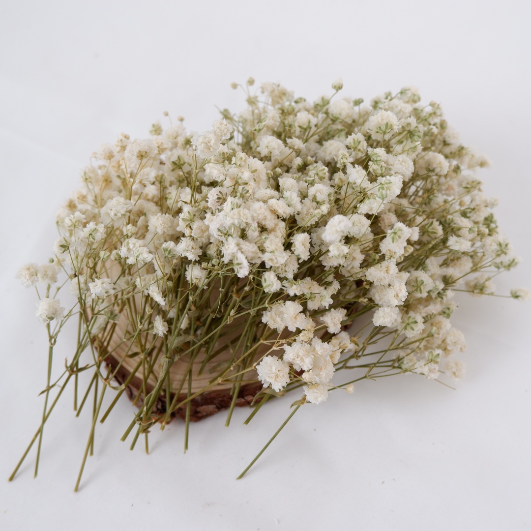 Dried Flowers White Mini Dried - Baby Breath Dried ulasan dan harga