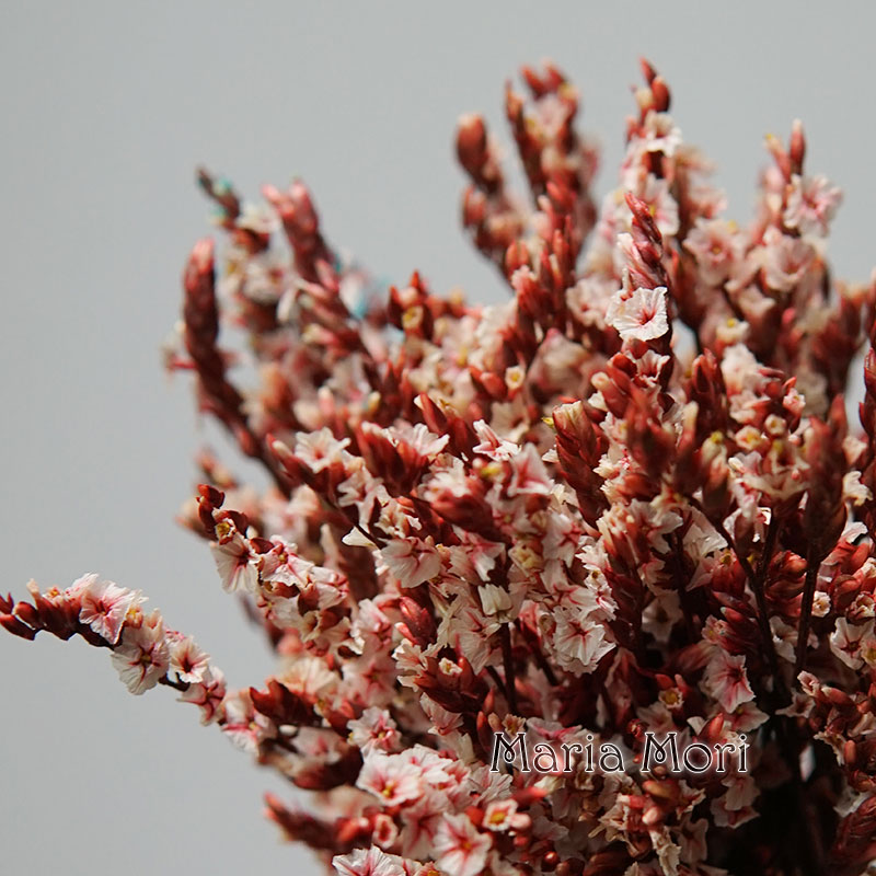 5g/ Colorful Dired Preserved C - Baby Breath Dried ulasan dan harga