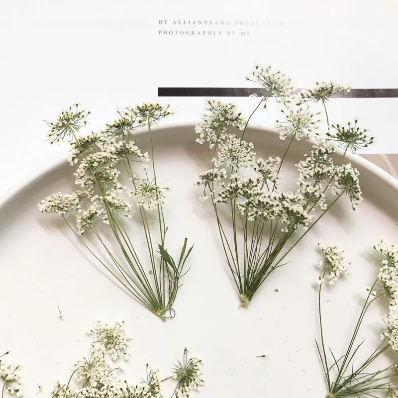 5-7cm/12pcs,Snow Tiny Flowers  - Baby Breath Dried ulasan dan harga