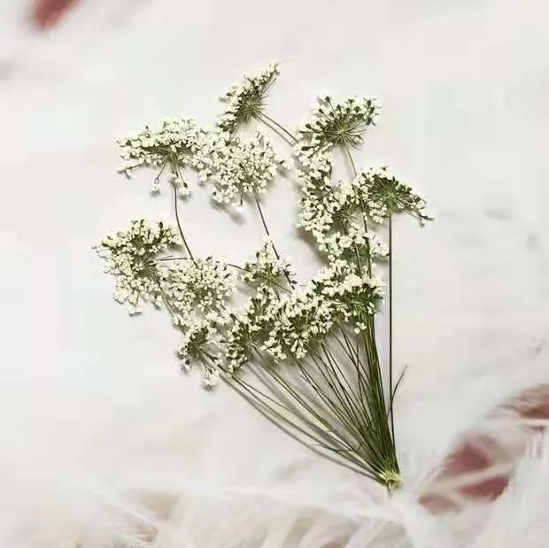 5-7cm/12pcs,Snow Tiny Flowers  - Baby Breath Dried ulasan dan harga