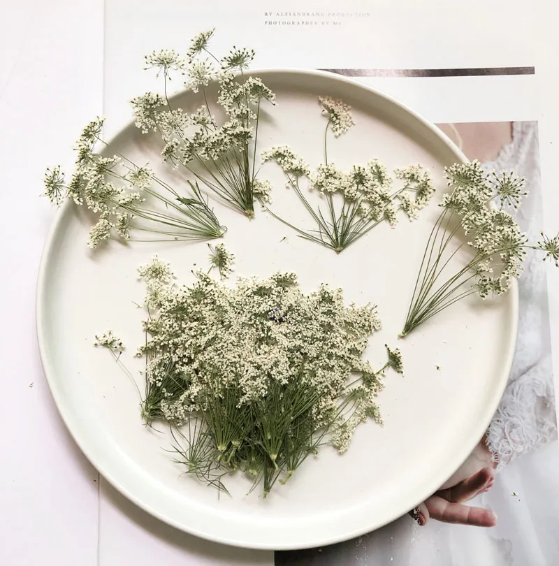 5-7cm/12pcs,Snow Tiny Flowers  - Baby Breath Dried ulasan dan harga