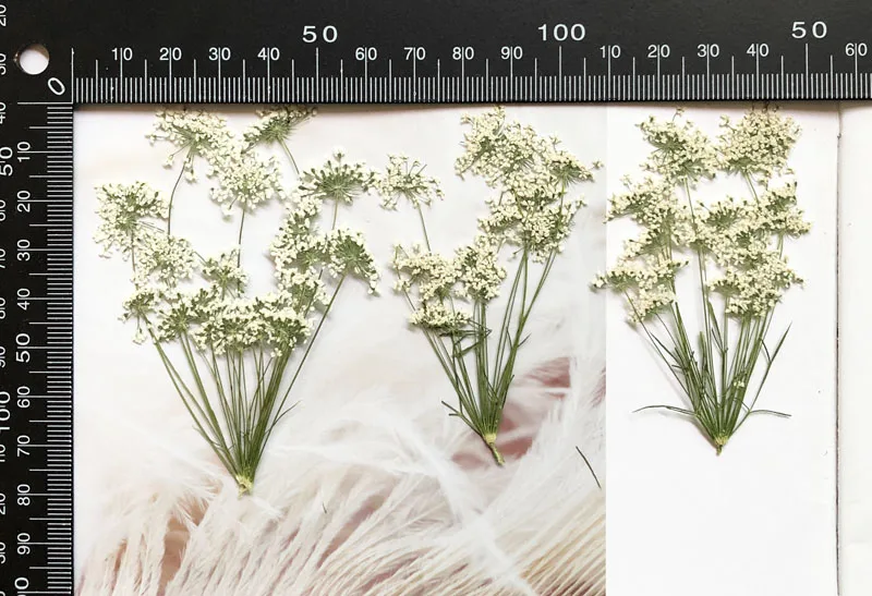 5-7cm/12pcs,Snow Tiny Flowers  - Baby Breath Dried ulasan dan harga
