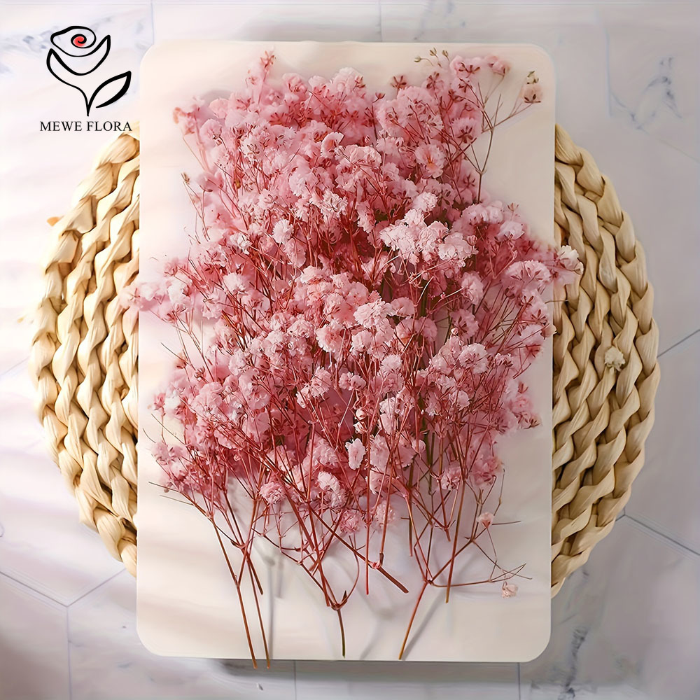 100 Small Branch Dried Baby's  - Baby Breath Dried ulasan dan harga
